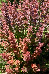 Obraz premium Bright bush Barberry Thunberg (lat.Berberis thunbergii) on a sunny day, the foliage is green at the base and red at the ends of the shoots