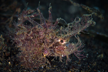 Close up detail of Ambon Scorpionfish -  Pteroidichthys amboinensis