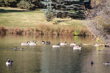 Geese On The Lake, William Hawrelak Park, Edmonton, Alberta