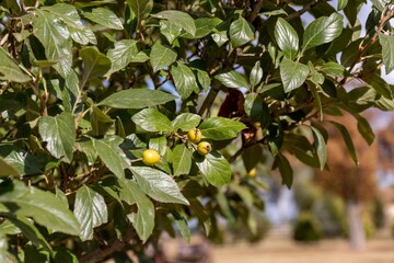 A branch with green fruits berry apple tree (Latin Malus baccata) is a deciduous tree, a species of the genus Malus of the family Rosaceae