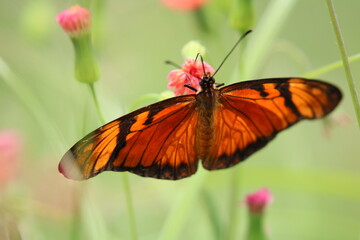 butterfly on a flower