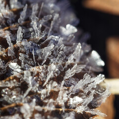 Frost on fallen leaves. Crystals of frozen water.