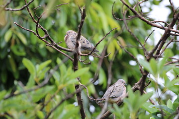birds on a tree