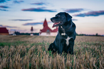 Portrait of a black labrador in a field on a summer evening. The church is visible in the background.
