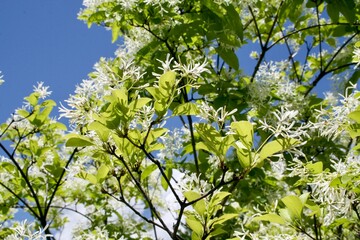 blossoming tree