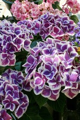 Fototapeta premium purple