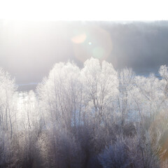 Hoarfrost on frozen trees is illuminated by the rays of the sun at dawn.
