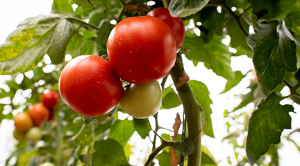 Growth ripe tomato in greenhouse