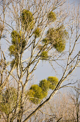 Several bushes of mistletoe growing on the branches of poplar trees in the dunes near Oostvoorne, The Netherlands