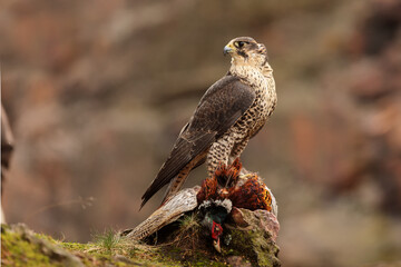 female Peregrine falcon (Falco peregrinus) with caught pheasant sitting on a rock beautiful portrait