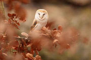 female barn owl (Tyto alba) camouflaged behind an old oak leaf