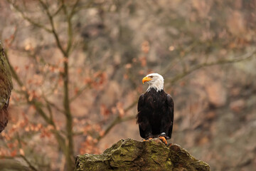 male bald eagle (Haliaeetus leucocephalus) beautiful posing for a portrait on a piece of rock