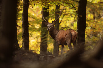 alone red deer (Cervus elaphus) in a forest full of autumn colors