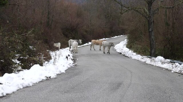 mucche su strada di montagna con neve.
mucche e vitelli su una strada di montagna dell'appennino italiano, dopo una nevicata invernale