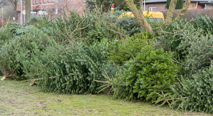 Tannenbaumentsorgung nach dem Weihnachtsfest