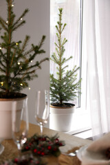 Fototapeta na wymiar Small potted fir trees in dining room. Interior design