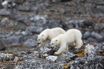 Plakat Polar bear and its cubs walking and finding some food.