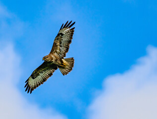 eagle in flight