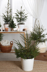 Potted fir trees and Christmas decorations on table near window in room. Stylish interior design