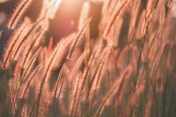 Grass flowers in the nature background with sun set, Soft focus the beautiful a flower in the garden.