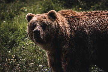 Grizzly Bear 