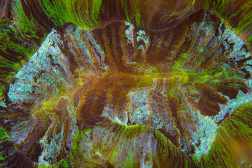 Close up detail of coral polyps on coral reef  © Mike Workman