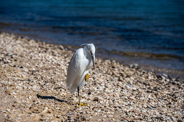 Egret went hunting on the beach at low tide