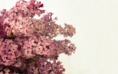 Lilac bouquet on a white background.
Close-up.
Copy space.