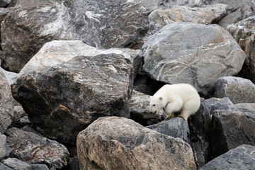 Fototapeta na wymiar Polar bear and its cubs walking and finding some food.