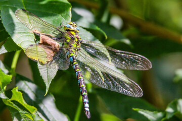 dragonfly on a leaf