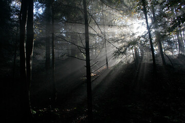 Obraz premium Early morning in autumn forest in Island Beskids, Poland