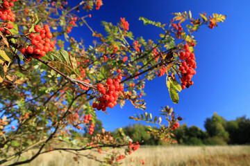 Mountain ash in Island Beskids, Poland