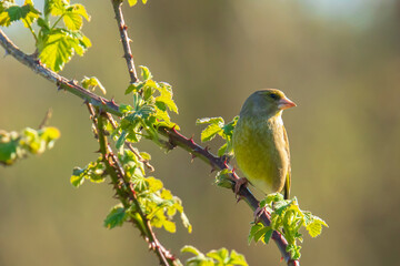 Greenfinch Chloris chloris bird singing