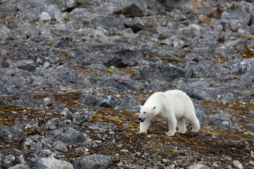 Polar bear and its cubs walking and finding some food.