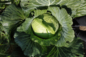 Close up of a head of cabbage in the garden, a useful green vegetable.