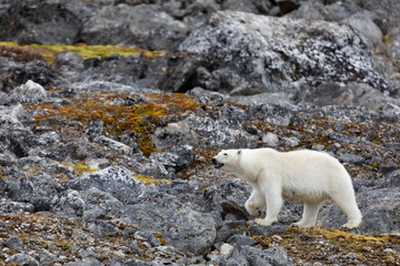 Fototapeta na wymiar Polar bear and its cubs walking and finding some food.