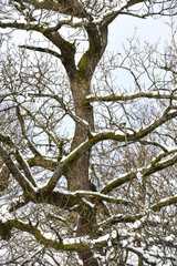 arbre chene foret neige hiver
