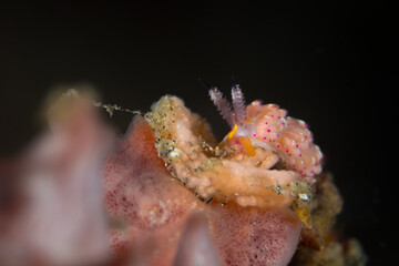 Favorinus mirabilis nudibranch eating eggs