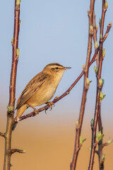 Sedge Warbler bird, Acrocephalus schoenobaenus, singing