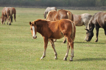 Naklejka na ściany i meble The Novoolexandrian Draught foal grazing in a pasture in a herd