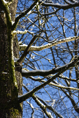 neige hiver paysage Belgique Wallonie Gaume Ardenne bois foret