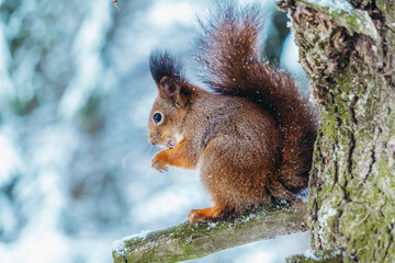 Naklejka na ściany i meble Squirrel in the winter forest. A squirrel sits on a tree branch and eats on a sunny winter day.