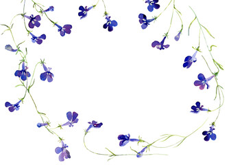 Watercolor frame of blue lobelia flowers on white background - obrazy, fototapety, plakaty