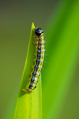 Box tree moth caterpillar, Cydalima perspectalis, closeup