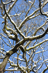 neige hiver paysage Belgique Wallonie Gaume Ardenne bois foret