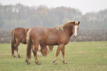 Obraz premium Mares of the Novoolexandrian Draught breed graze on a pasture on a cloudy foggy day