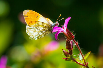 Anthocharis cardamines Orange tip male butterfly feeding on pink flower