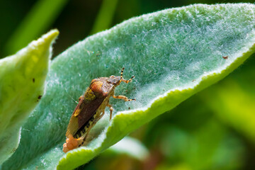 Closeup of a Sloe Bug insect, Dolycoris baccarum, laying eggs