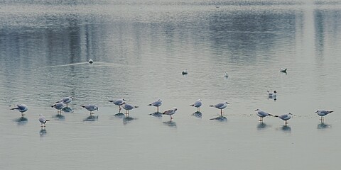 Mewy śmieszki (Chroicocephalus ridibundus) w szacie spoczynkowej na tafli lodu © Lancan