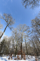 neige hiver paysage Belgique Wallonie Gaume Ardenne bois foret